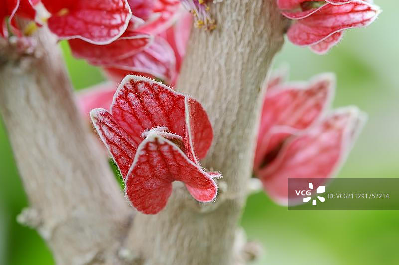 歌德亚花（歌德亚树花），花朵，产于巴西、北莱茵-威斯特法伦州、德国、欧洲图片素材