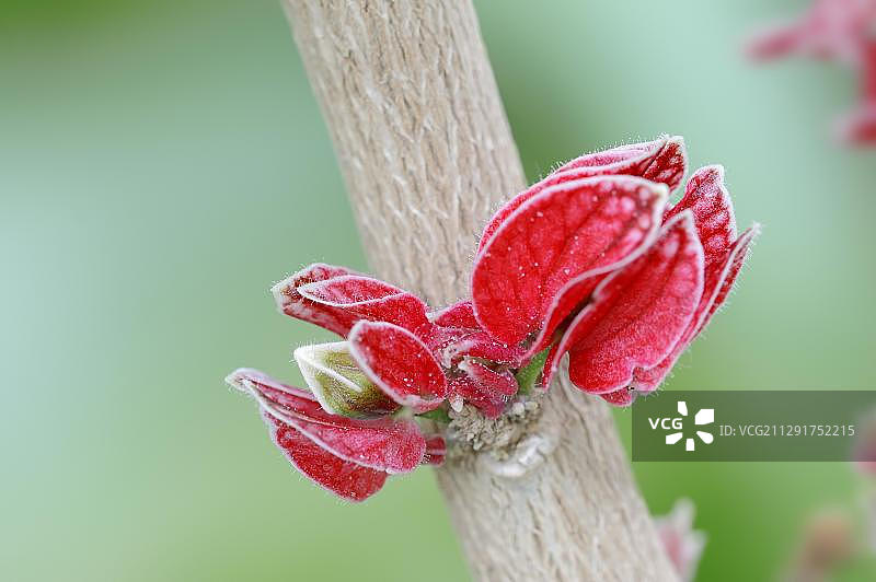 歌德亚花（歌德亚树花），花朵，产于巴西、北莱茵-威斯特法伦州、德国、欧洲图片素材