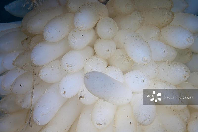 莱氏拟乌贼产下的卵，苏拉威西岛，印度尼西亚图片素材