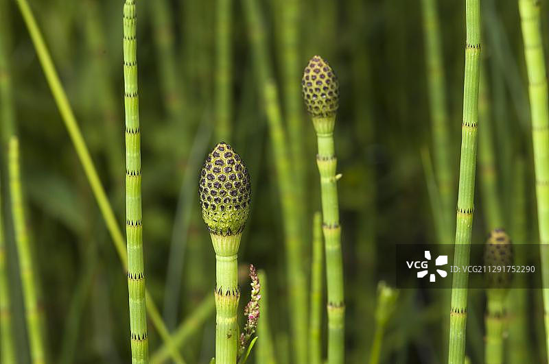 问荆（Equisetum fluviatile），孢子囊茎图片素材