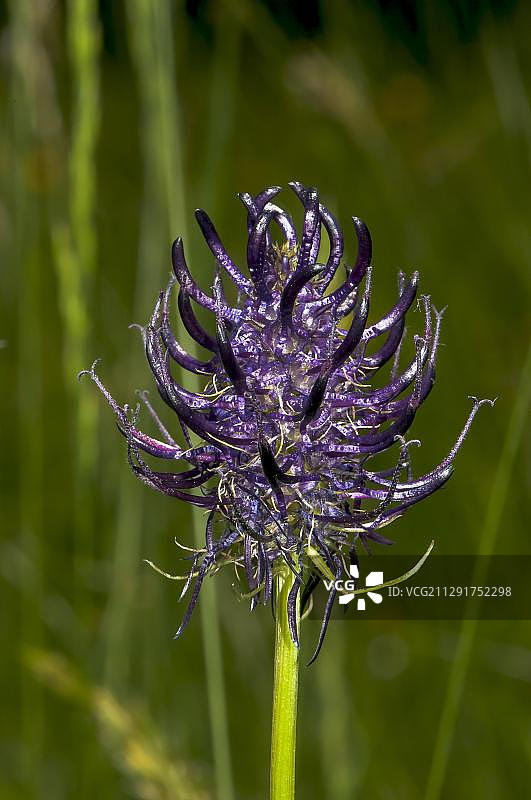 德国黑药用植物盛开，Schmittroeder Wiesen自然保护区图片素材