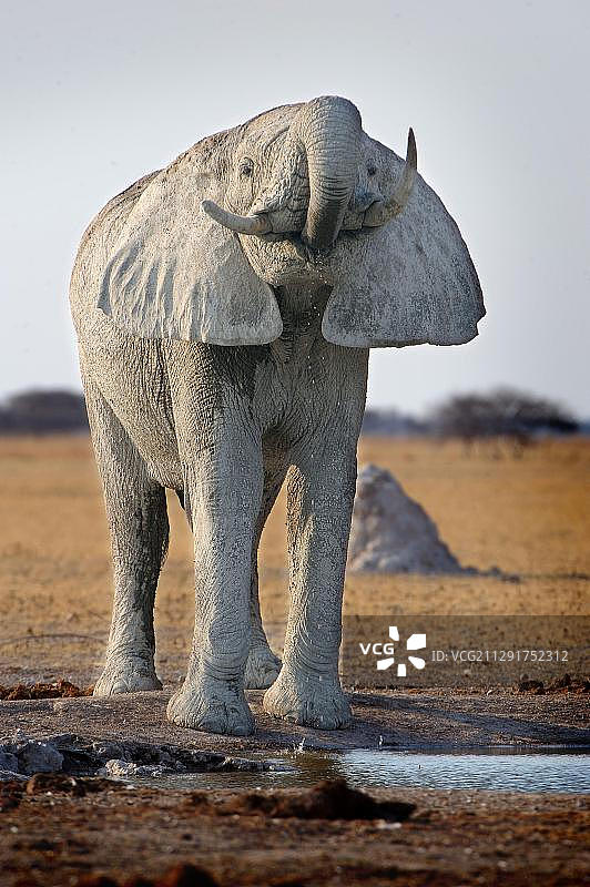 非洲丛林象，在博茨瓦纳Nxai Pan国家公园图片素材