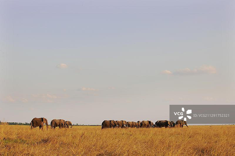 非洲草原象，博茨瓦纳西北区卡萨内乔贝国家公园图片素材