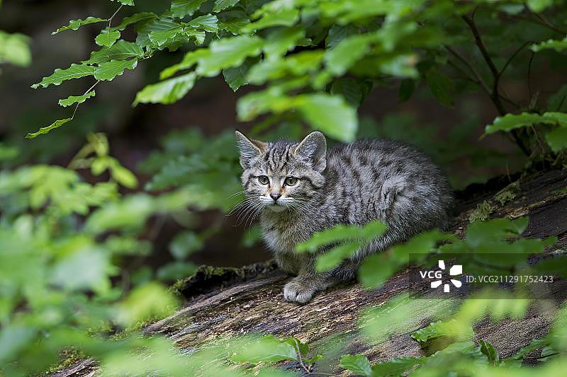 欧洲野猫幼崽，巴伐利亚森林国家公园图片素材