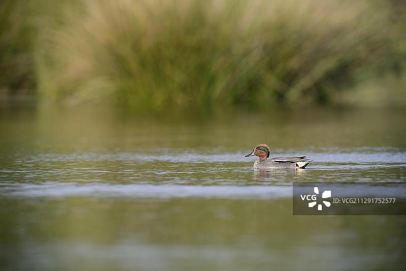 小水鸭（雄性），德国下萨克森州埃姆斯兰地区哈伦图片素材