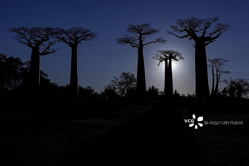 非洲猴面包树（Adansonia digitata），猴面包树森林，西海岸，靠近莫隆达瓦，梅纳贝地区，图利亚拉省，马达加斯加，非洲图片素材