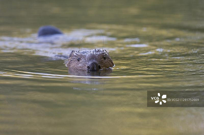 游泳的欧洲海狸，奥地利蒂罗尔州图片素材