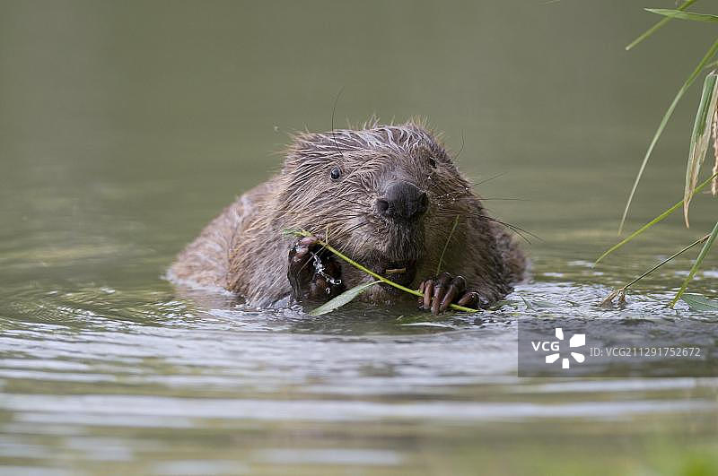 欧洲海狸（Castor fiber）啃食柳树枝，蒂罗尔州Unterland，奥地利，欧洲图片素材