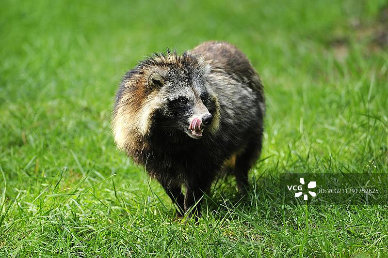 貉（Nyctereutes procyonoides），圈养，德国巴登-符腾堡州，欧洲图片素材