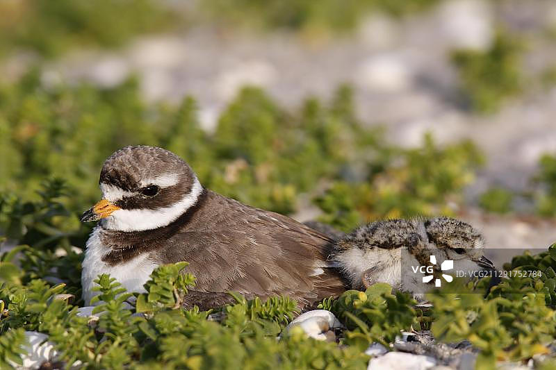 环颈鸻（Charadrius hiaticula）在鸟巢中孵化小鸡，东弗里西亚群岛，德国下萨克森州，欧洲图片素材