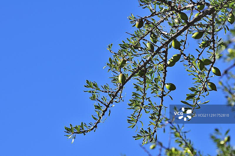 非洲摩洛哥刺阿干树枝图片素材