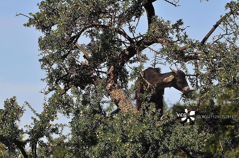 山羊正在吃摩洛哥南部索ouss-Massa-Draa地区阿尔甘树的叶子图片素材