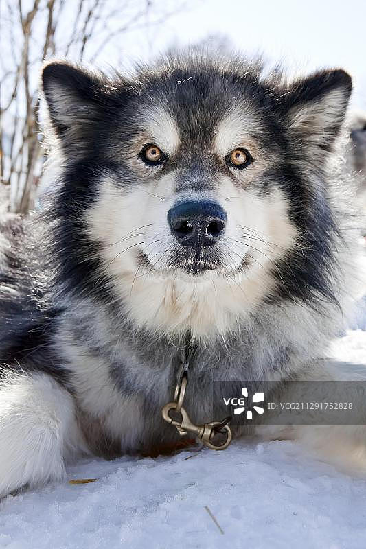 雪橇犬阿拉斯加马拉穆特犬瓦尔高巴伐利亚德国欧洲图片素材