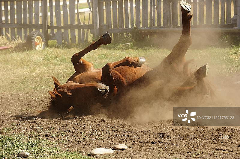 在加拿大萨斯喀彻温省草原的围场中打滚扬尘的马图片素材