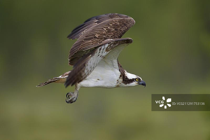 欧洲芬兰凯亚尼地区的鹗图片素材