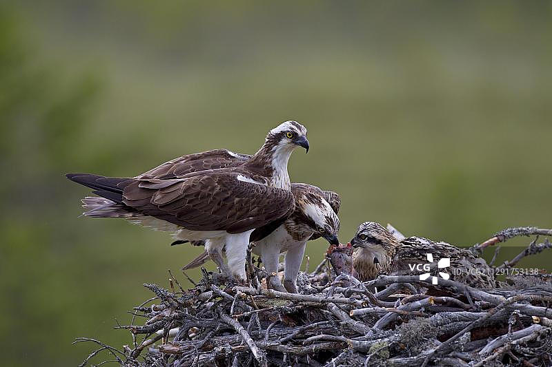 鱼鹰：雌鸟在巢中喂雏鸟（芬兰卡亚尼地区）图片素材