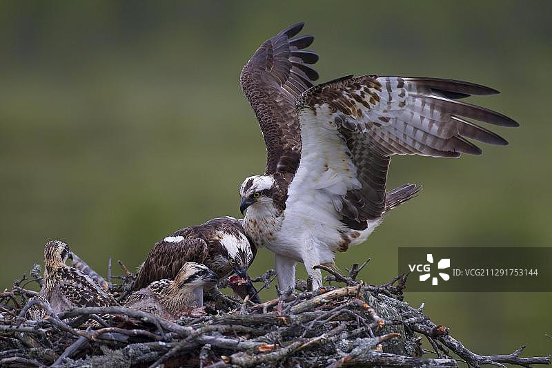 鱼鹰：雌鸟在巢中喂雏鸟（芬兰卡亚尼地区）图片素材