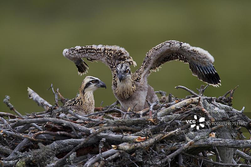 欧洲芬兰卡亚尼地区的鹗或海鹰幼鸟图片素材