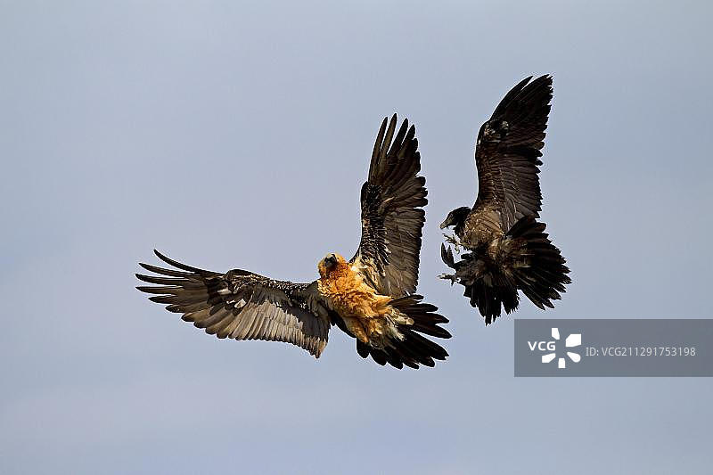 飞行中的成年和未成年胡兀鹫，比利牛斯山，阿拉贡，西班牙，欧洲图片素材