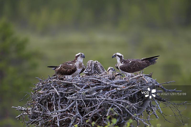 鱼鹰或海鹰（Pandion haliaetus），在巢穴中与幼鸟配对，芬兰卡亚尼次区域，欧洲图片素材