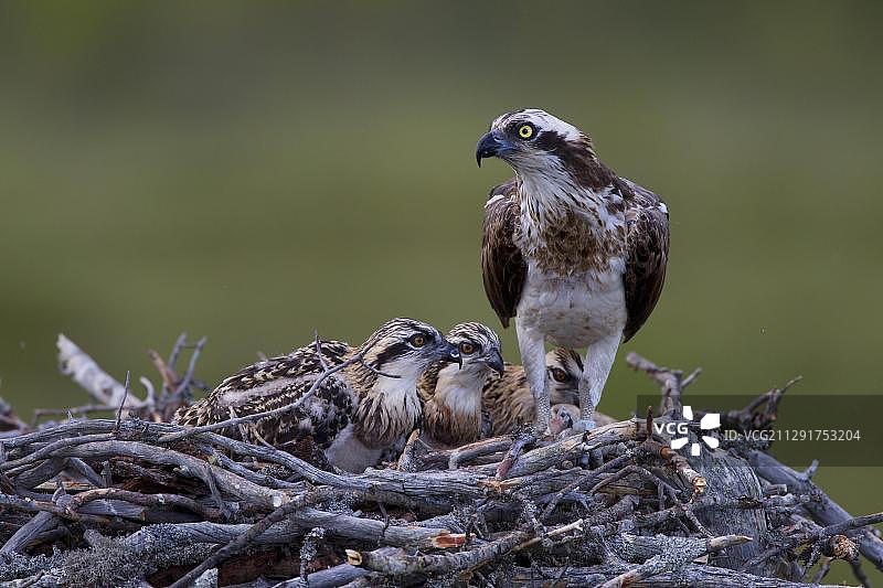 位于欧洲芬兰凯贾尼区域，带有雏鸟的鹗或海鹰鸟巢图片素材