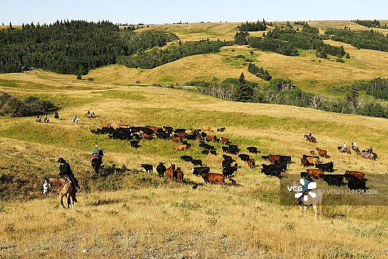 牛仔在加拿大萨斯喀彻温省柏树山草原赶牛图片素材