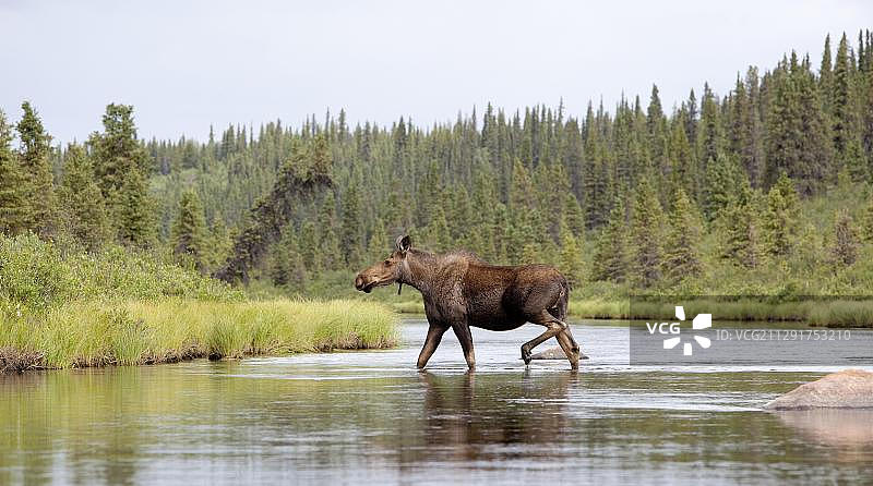 在加拿大育空地区 Caribou Creek 浅水中行走的小驼鹿图片素材