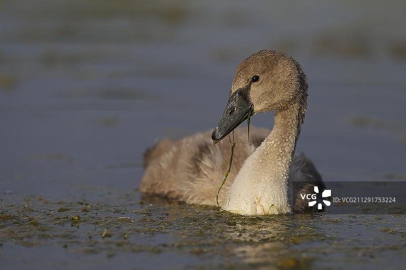 疣鼻天鹅（Cygnus olor），幼鸟嘴里含着水生植物，瑞典斯科纳特雷勒堡图片素材