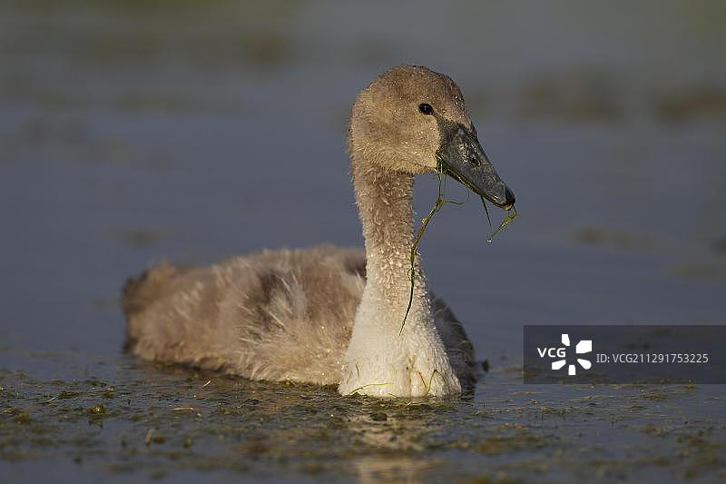 疣鼻天鹅（Cygnus olor），幼鸟嘴里含着水生植物，瑞典斯科纳特雷勒堡图片素材