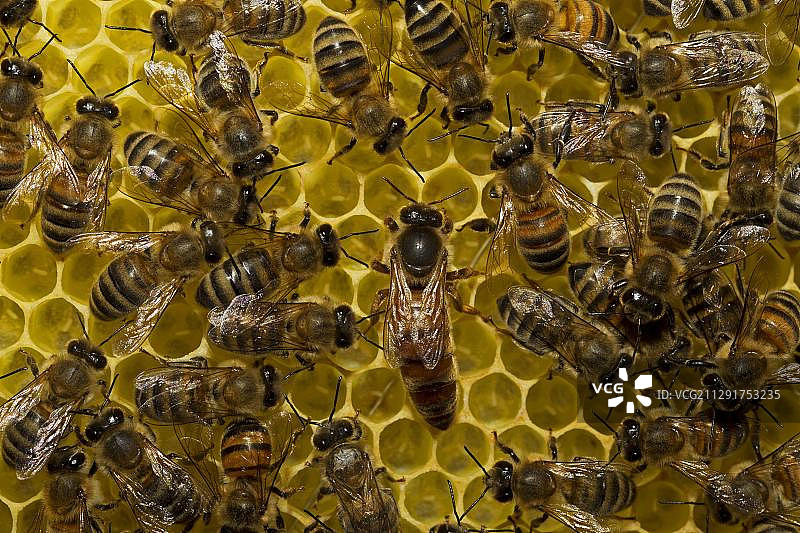 蜂巢上的蜂王和工蜂，德国图林根图片素材