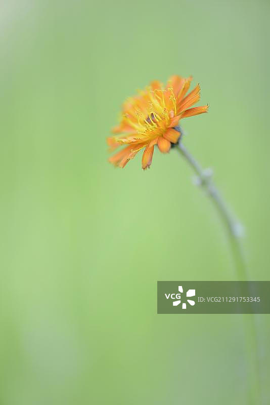 山柳菊，德国下萨克森州图片素材