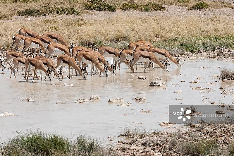非洲纳米比亚埃托沙国家公园饮水的跳羚图片素材
