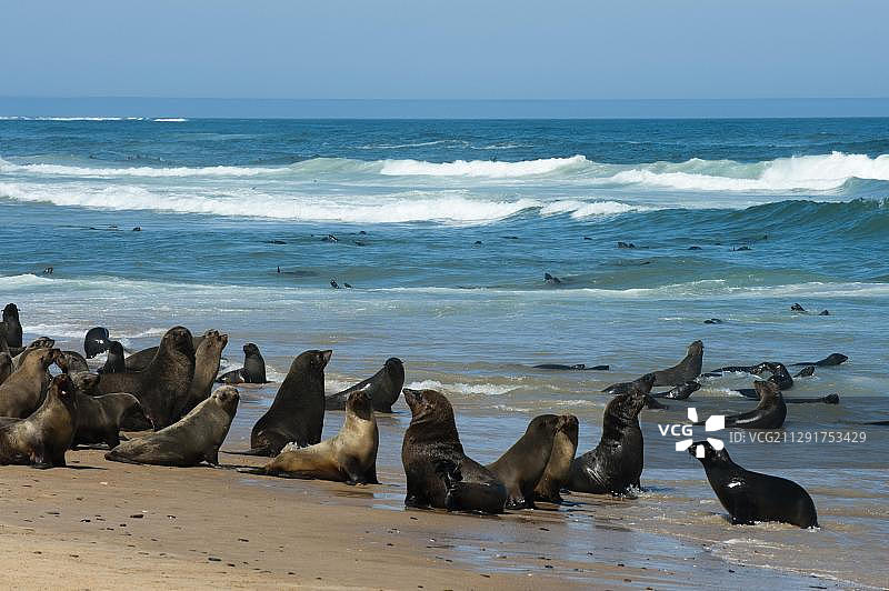 纳米比亚骷髅海岸国家公园海狗图片素材