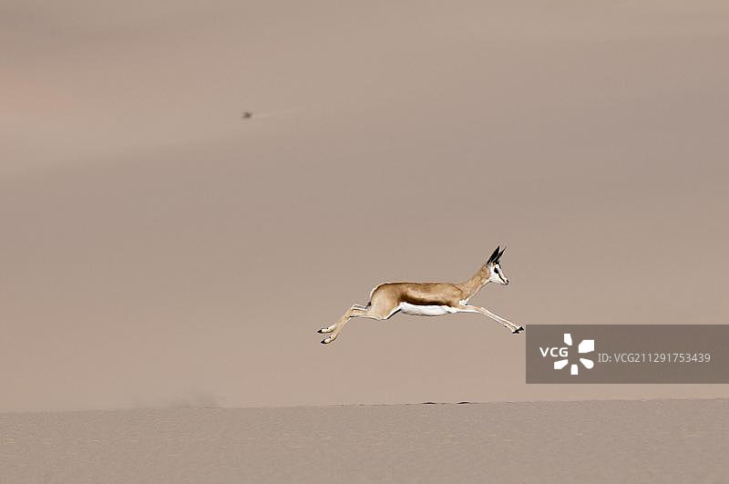 在沙丘上奔跑的跳羚（Antidorcas marsupialis）图片素材