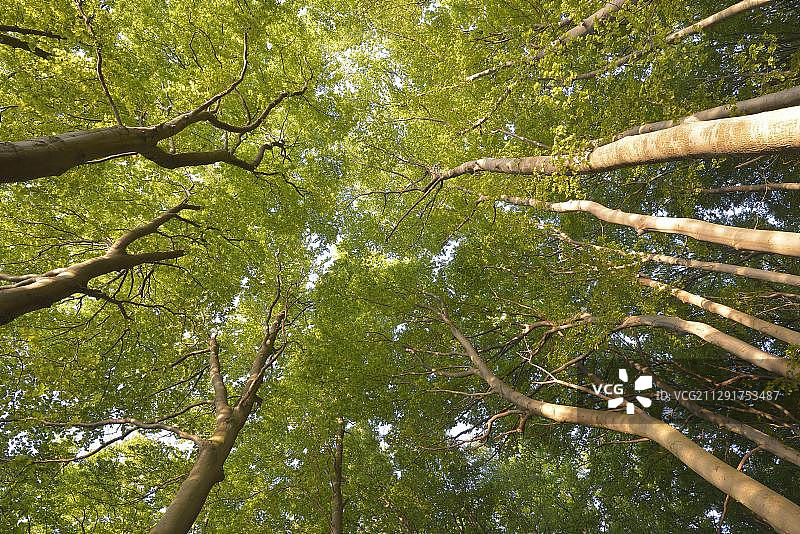 山毛榉树冠，清晨光线下的山毛榉森林，德国图片素材