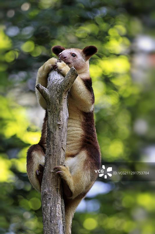生活在澳大利亚的古氏树袋鼠，圈养于德国莱茵兰-普法尔茨州新维德市图片素材