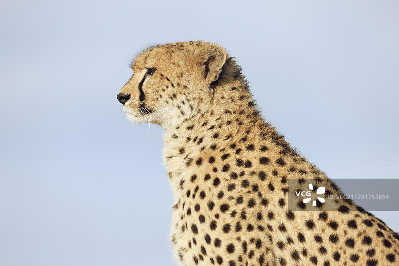 肯尼亚马赛马拉草原猎豹图片素材