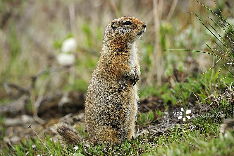 北极地松鼠在阿拉斯加州德纳里国家公园觅食图片素材
