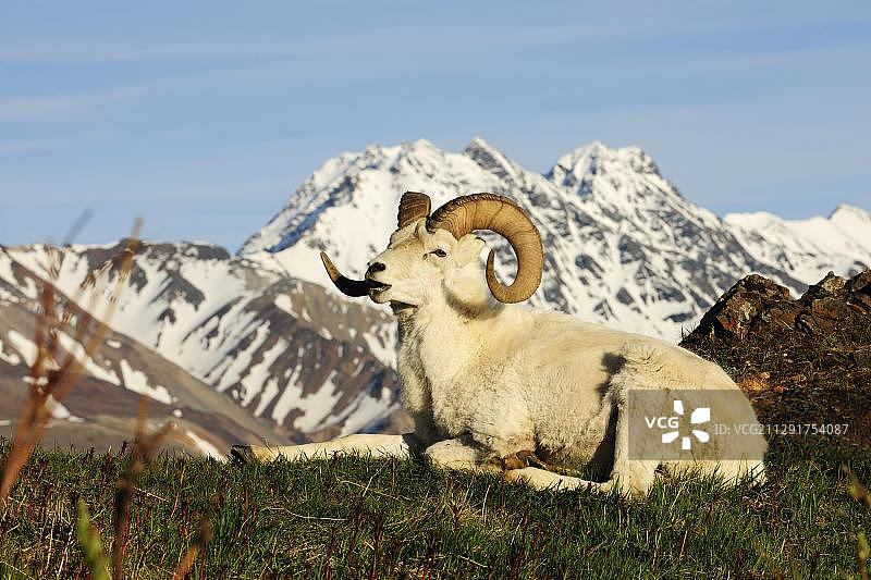 阿拉斯加德纳里国家公园北极苔原上的多尔绵羊图片素材