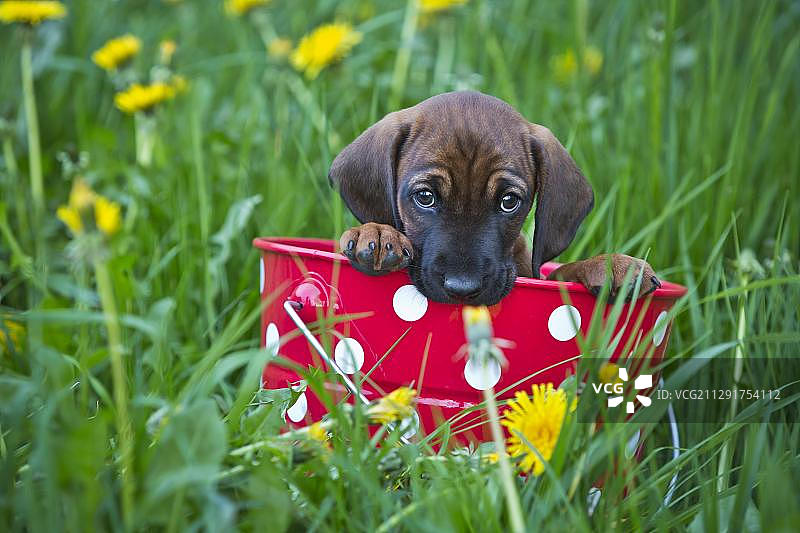 巴伐利亚山地犬幼犬坐在桶里，巴伐利亚，德国，欧洲图片素材