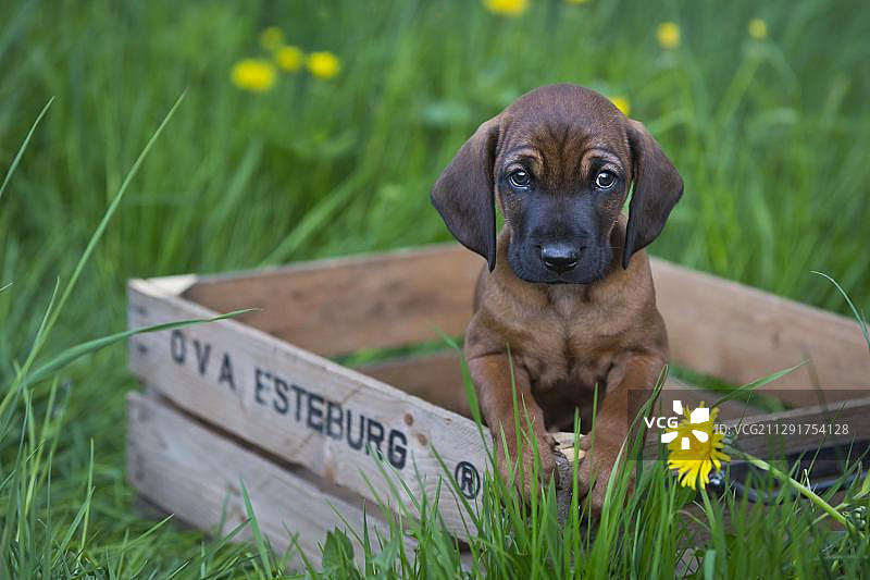 巴伐利亚山地犬幼犬坐在木箱里，德国巴伐利亚，欧洲图片素材