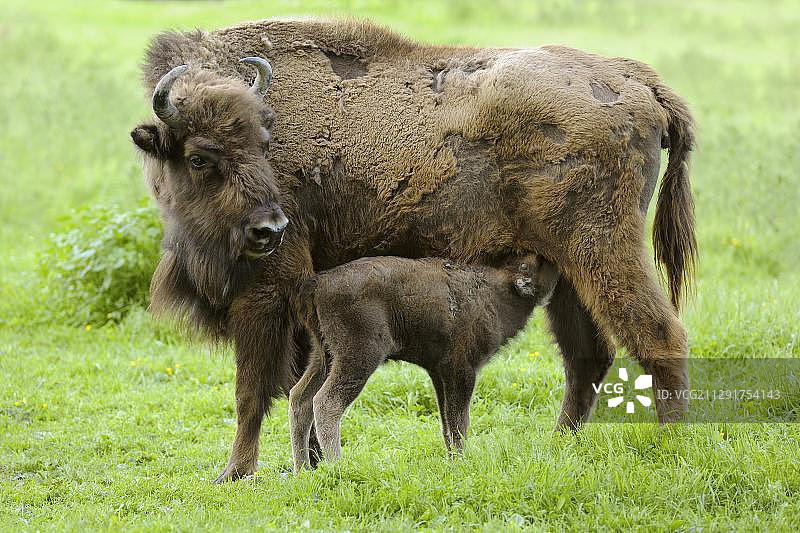 欧洲野牛，母牛正在给小牛喂奶，圈养，德国黑森州图片素材