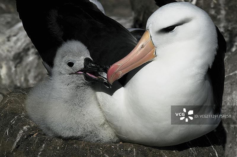 南乔治亚和南桑威奇群岛的黑眉信天翁（成年鸟和幼鸟）图片素材