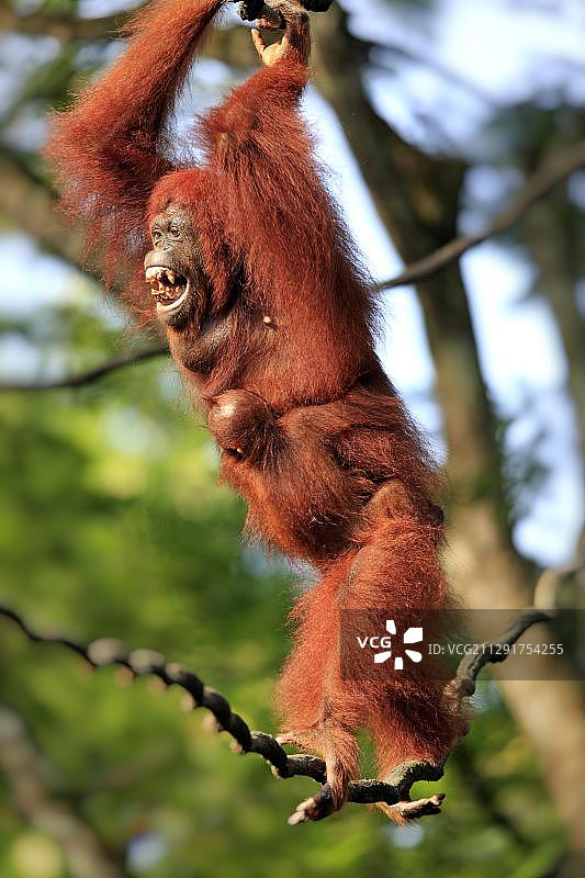 婆罗洲的雌性猩猩与幼崽，圈养于新加坡图片素材