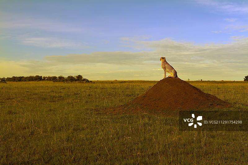 黄昏光线下土堆上的猎豹，马赛马拉，塞伦盖蒂，肯尼亚，非洲图片素材