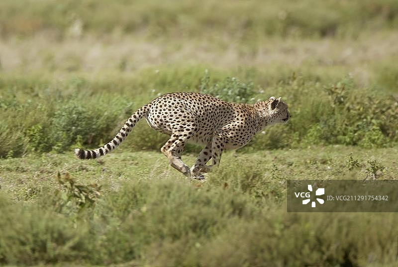 奔跑的猎豹，塞伦盖蒂，坦桑尼亚，非洲图片素材