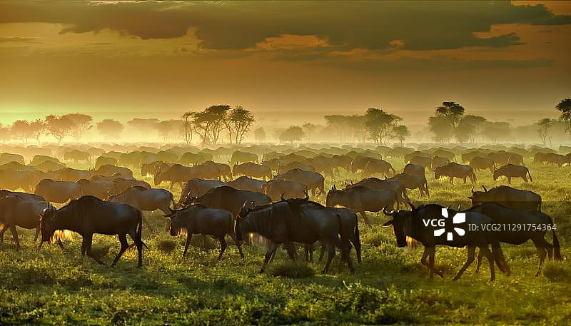 非洲坦桑尼亚塞伦盖蒂的蓝色角马迁徙群在傍晚的薄雾中图片素材