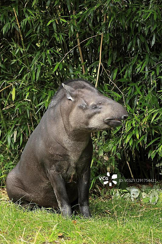 成年南美貘，栖息于荷兰阿纳姆图片素材