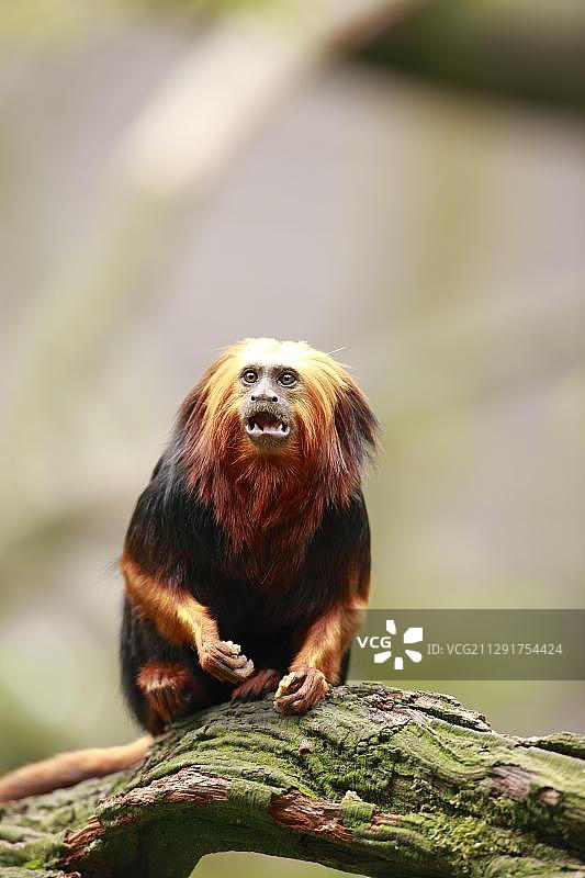 金头狮狨，圈养，阿培尔顿，海尔德兰省，荷兰，欧洲图片素材
