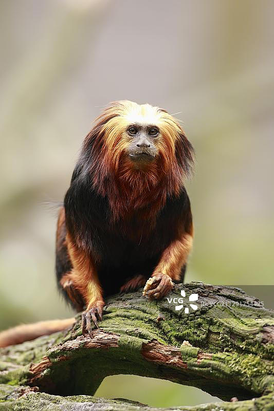 金头狮狨，圈养，阿培尔顿，海尔德兰省，荷兰，欧洲图片素材